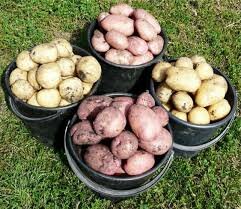 Особенности выращивания картофеля в южных условиях - рекомендуемые сорта