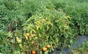 Почему вянут помидоры в теплице