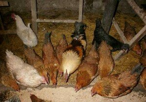 Чем кормить кур зимой, чтобы они несли яйца