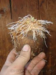 Ученые придумали необычный способ подготовки картофеля к посадке
