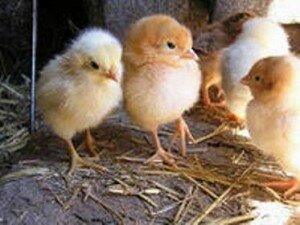 Как правильно ухаживать за цыплятами в первый месяц жизни
