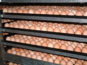 Какие яйца закладывать в инкубатор для хорошего выхода птицы