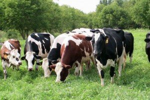 Мясомолочные породы коров
