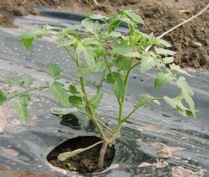 Полезные советы: Что делать с переросшей рассадой помидоров