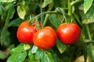 Как подготовить семена томатов к посадке рассады - основные рекомендации