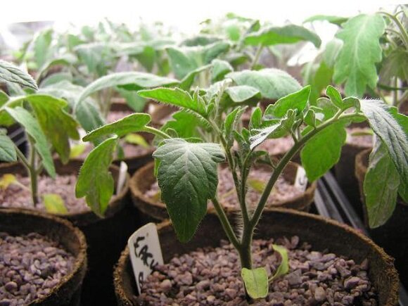 Как вырастить рассаду помидор - подготовка семян, посадка и уход